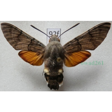 Macroglossum stellatarum (Linnaeus, 1758) Fruczak gołąbek Czech92f